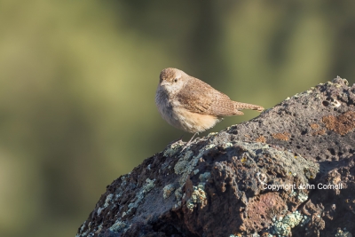 Canyon-Wren;Catherpes-mexicanus;One;avifauna;bird;birds;color-image;color-photog